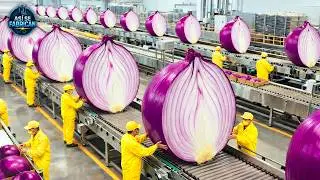 This is how onions are produced 🧅 | Inside the largest industrial factory