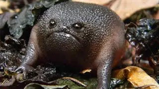 frogz
