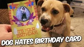 Dog hates Birthday Card