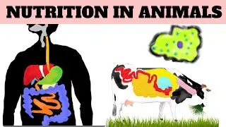 NCERT Class 7 Science Chapter 2: Nutrition in Animals
