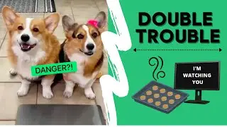 Can Amazon Alexa OUTSMART the Talking Corgis? 