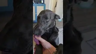Ahsoka the Malinois is the sweetest love bug around #cutedog #dogs