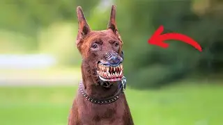 TOP 10 ILLEGAL DOG BREEDS