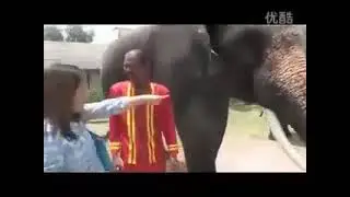Elephant swallows mobile phone