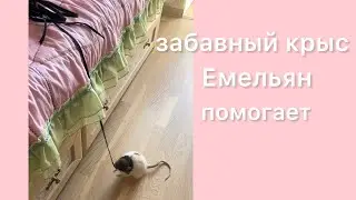 Помощник Емельян - творческая крыса