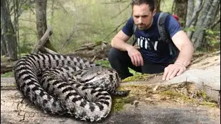 L’ASPIDE: la VIPERA più diffusa in Italia!