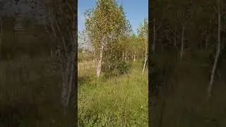 Отрадное1