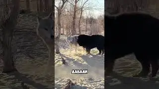 An unexpected alliance with wolves 🤯🐺 