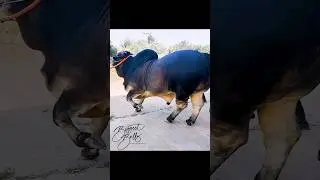 Heavy muscled 900 kg bull from Taz Cattle Ranch