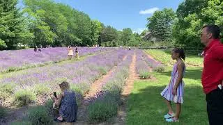 Канадская лавандовая ферма /Lavender farm