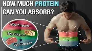 How Much Protein Can Your Body Use In A Meal? | Protein Absorption Explained
