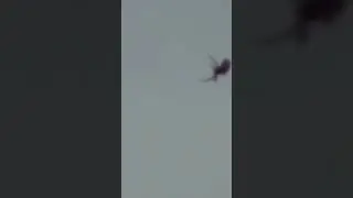 🕷️ В Бразилии прошел дождь из пауков # shorts