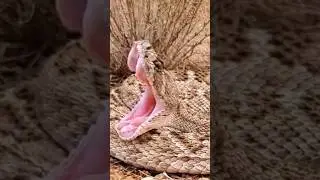 Rattlesnake | The Enigmatic Serpent #shorts