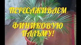 КАК БЫСТРО ПЕРЕСАДИТЬ ФИНИКОВУЮ ПАЛЬМУ//КАТЕРИНА КИР