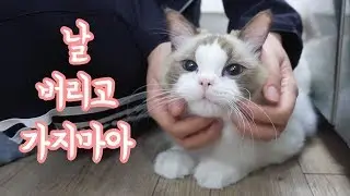 Cat's reaction when I come back