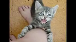 Злой котёнок!