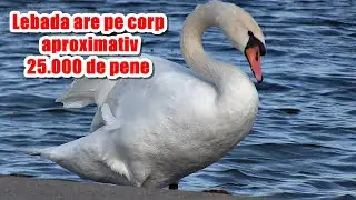 Lebăda are pe corp aproximativ 25000 de pene! The swan has approximately 25000 feathers on its body!
