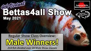 Overview Male Winners - Virtual Bettas4all Show (May 2021)