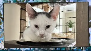 Foster Kitten Livestream (S11, E35) - Sep 7, 2024