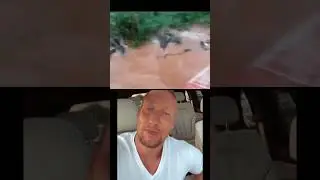 Невероятная поездка среди крокодилов