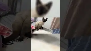 #shorts  #tiktok  #funny  #cat  #top  #cute  #best  #jokes  #animal