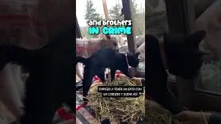 These Cats Speak English - Kitty Started Speaking When Introduced To His New Baby Brother