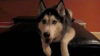 Mishka says 