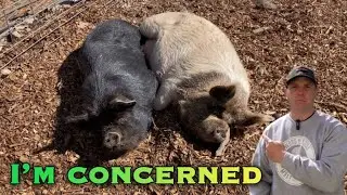 Is a Bear back for our Pigs?