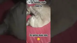 felinos esperto #cat #speedup #nightcore #spedup #memes #animals #gatofofo