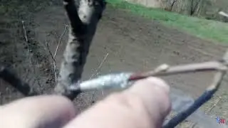 Прививки яблони и груши весной