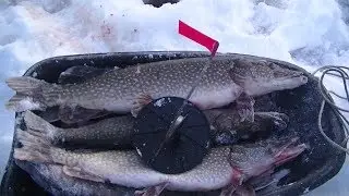 What a catch! Five tip-ups - a bag of pike!