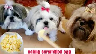 (Shih Tzu) Eating Scrambled Egg 🥚