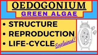 Oedogonium Green Algae | Macrandrous Nannandrium Dwarf Male | Reproduction Life Cycle Diagram Botany