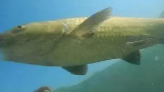ORO del lago Maggiorei