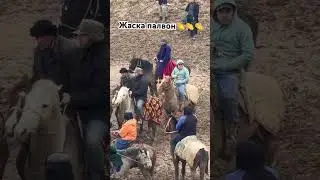 Жаска палвон & Симба