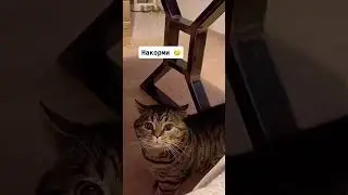 накорми...