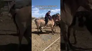 Horse getting up from laying down