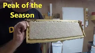 Honey Harvest & Extracting 2020