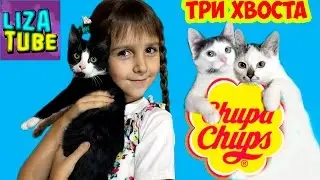 Three cats catch CHUPA CHUPS and How to train your dragon challenge and GREETINGS videos for kids
