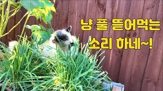 냥 풀 뜯어 먹는 소리 하네~!