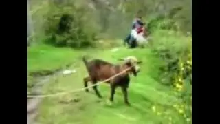 Bob   Ed Goats Help, Two Angry Camels in Tiny Car  Goat fain