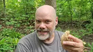 Foraging in Central Park with The Mushroom Hunter (Artomyces pyxidatus aka Crown Tipped Coral)