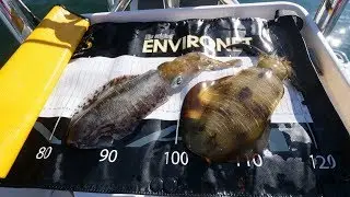 Shallow Water Squid Fishing | Fisho App