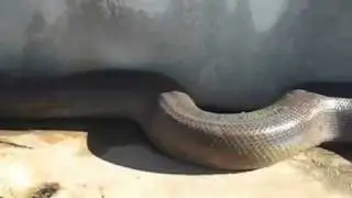 worlds largest snake found dead :(