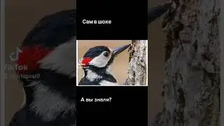 а вы знали???