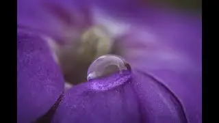 MACRO PHOTOGRAPHY TIPS AND TRICKS - Using One Water Drop As A Compositional Tool