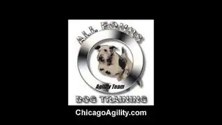 How To Wheel AKC Agility League Courses