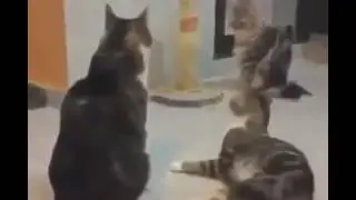 Cats scared by loud spongebob music!!😂