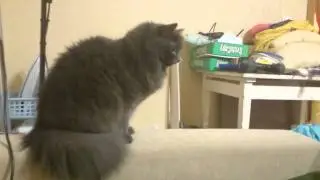 кошка сломалась короткая версия