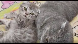 🐱ПАПА КОТ ВОЗМУЩЁН,ХОТЕЛ ОТДЫХАТЬ,А ДЕТИ! CAT DAD IS OUTRAGED, WANTS TO REST, AND THE CHILDREN!
